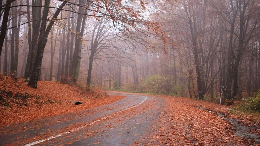 carretera en otono