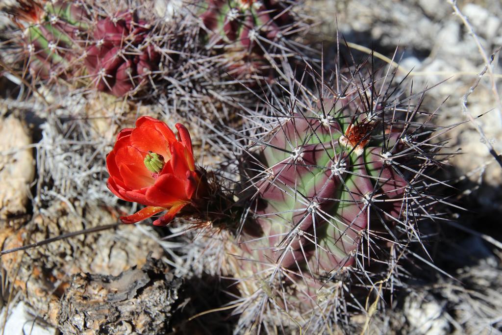 cactus%20flor