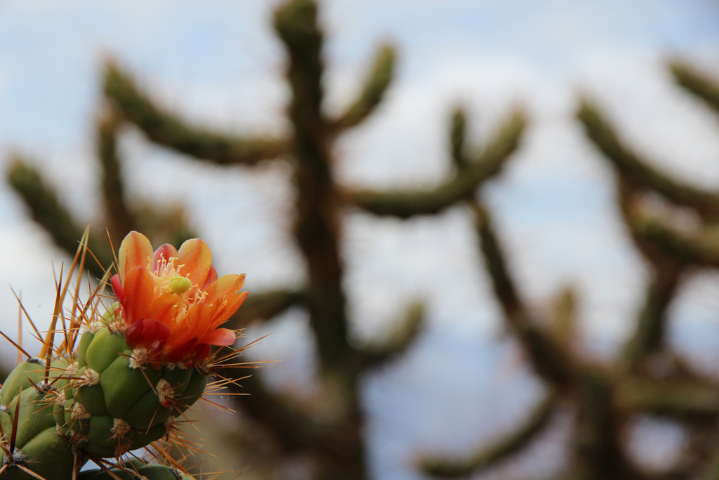 Flores%20de%20cactus